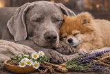 Calming supplements for dogs