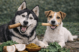 Dental health supplements for dogs