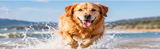 Active golden retriever outdoors for a guide to omega-3 EPA and DHA for dogs
