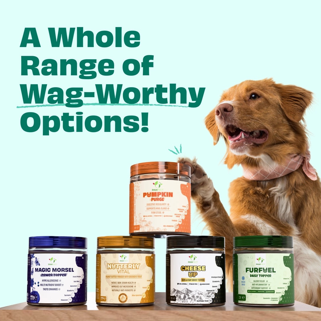 Pumpkin Purge Digestive Topper for Dogs | Natural Pre & Probiotic Support