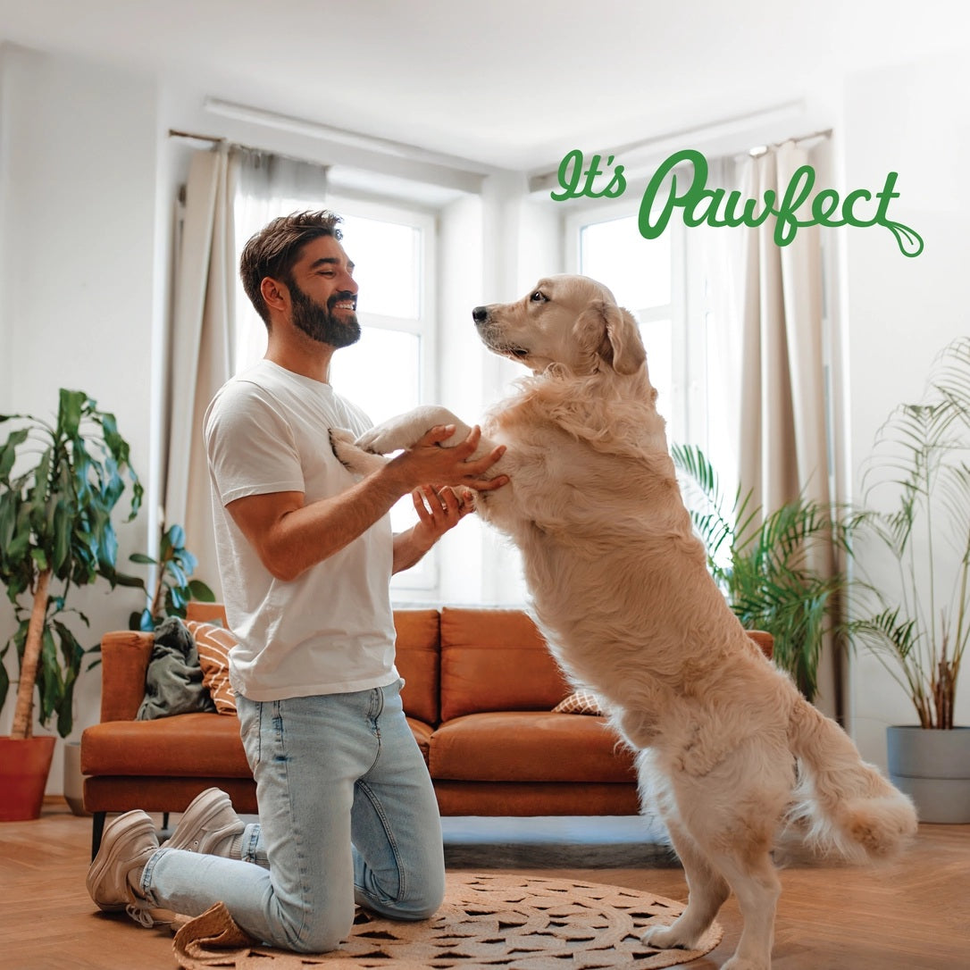 Dog enjoying improved joint mobility and flexibility with natural joint supplements