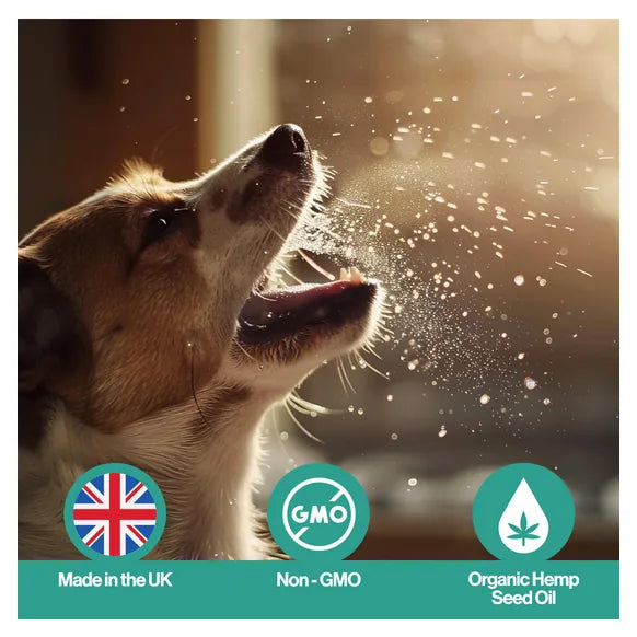 Infusions Cough Hemp Oil For Pets (300ml) – product image 7 – pet recovery supplement