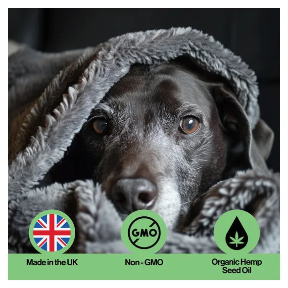 Infusions Immune Hemp Oil For Pets (300ml) – product image 6 – pet daily wellness supplement