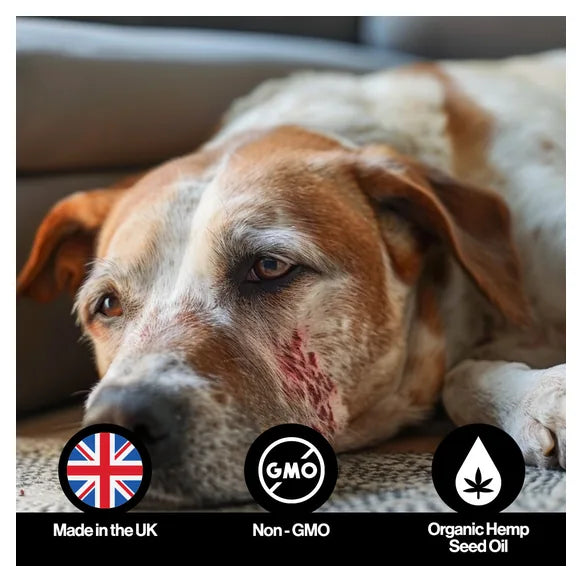 Infusions Itch & Allergy Hemp Oil For Pets (300ml) – product image 5 – pet skin & coat supplement