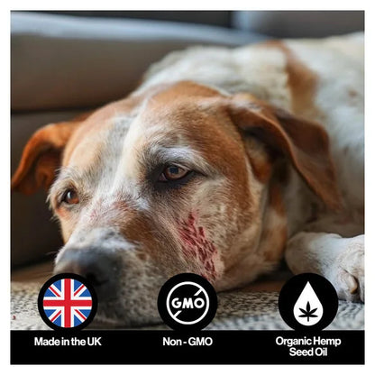 Infusions Itch & Allergy Hemp Oil For Pets (300ml) – product image 5 – pet skin & coat supplement