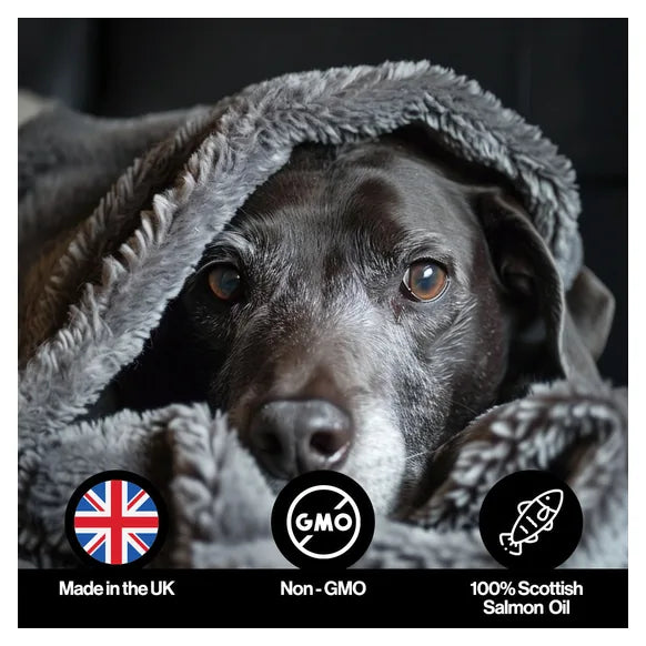 Infusions Itch & Allergy Salmon Oil For Pets (300ml) – product image 5 – pet skin & coat supplement