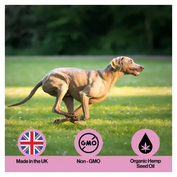 Infusions Muscle & Joint Hemp Oil For Pets (300ml) – product image 5 – pet joint & mobility supplement