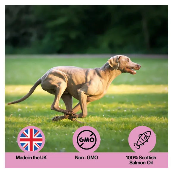 Infusions Muscle & Joint Salmon Oil For Pets (300ml) – product image 5 – pet joint & mobility supplement