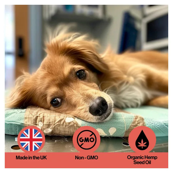 Infusions Recovery Hemp Oil For Pets (300ml) – product image 6 – pet recovery supplement
