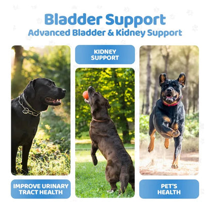 OurDogsLife Bladder Support Chews for Dogs (140 Chews per Tub) – product image 6 – dog first aid & recovery