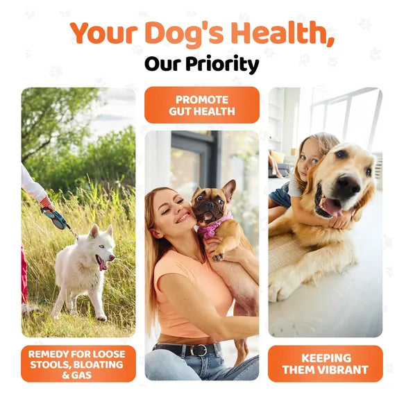OurDogsLife Digestive Chews for Dogs (140 Chews Per Tub) – product image 9 – dog digestive support