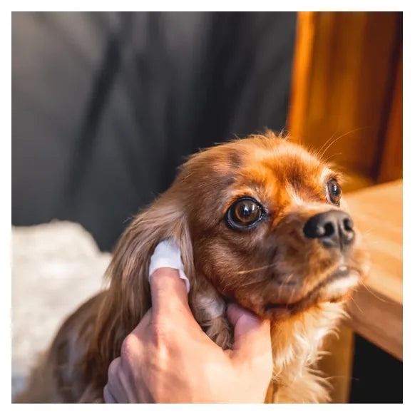 OurDogsLife Dog Ear Wipes – product image 2 – dog ear & eye care