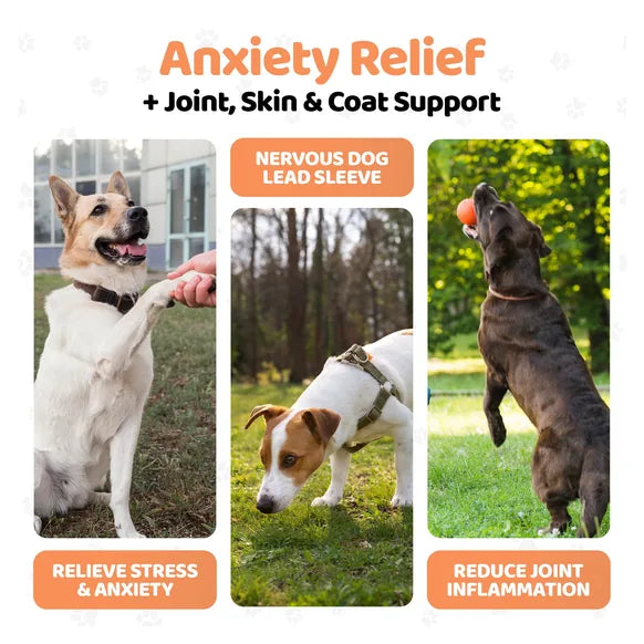 OurDogsLife Hemp Seed Oil For Dogs – product image 4 – dog calming support