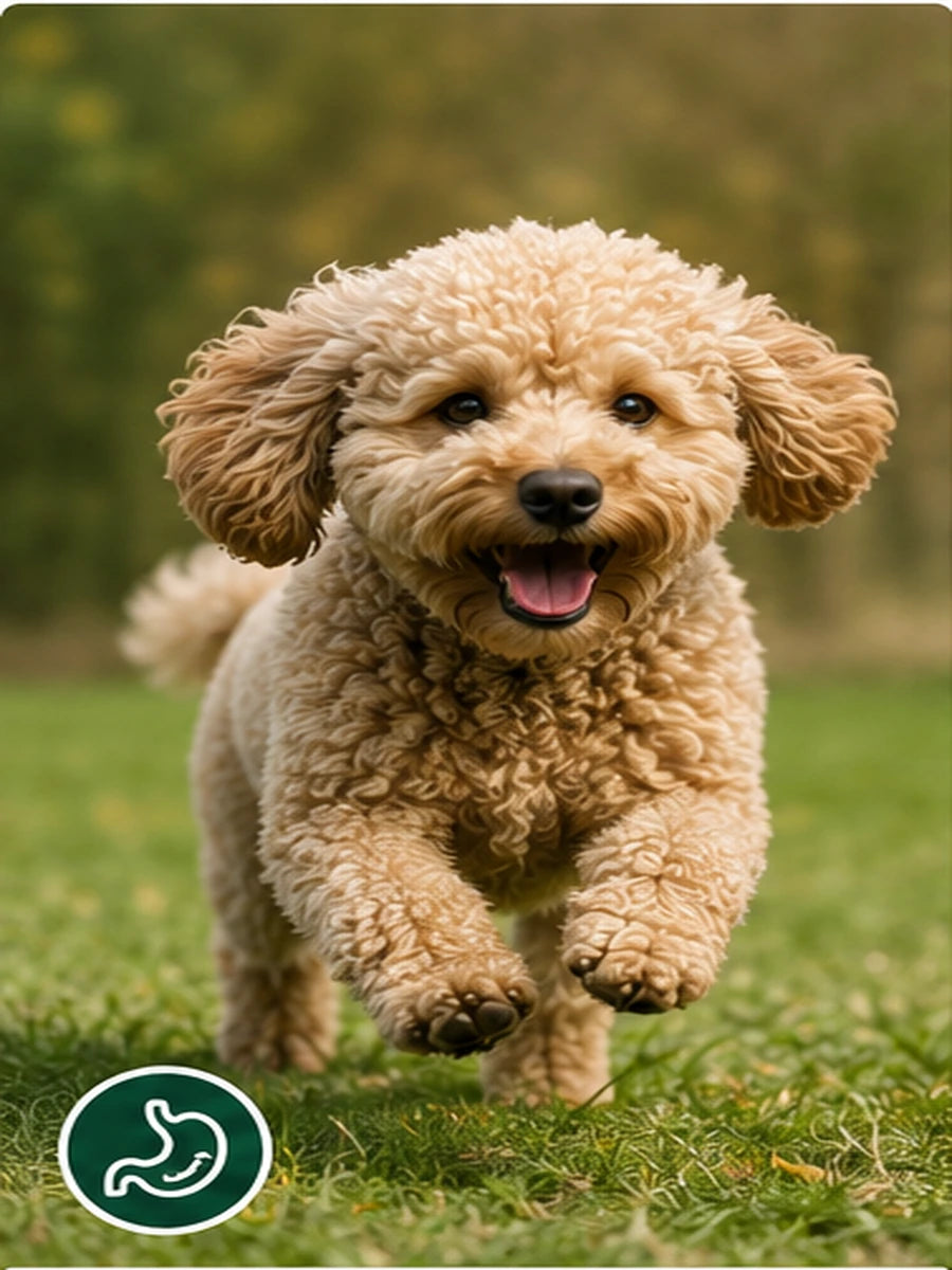 Happy dog outdoors representing gut and digestion support